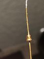 TDA 253 Tunnel Diode from a Tek 547